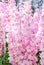 Matthiola incana flower, stock flowers, cut flowers in nursery