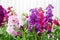 Matthiola incana flower, stock flowers, cut flowers in nursery, full bloom