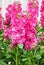 Matthiola incana flower, stock flowers, cut flowers in the nursery, full bloom