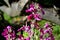 Matthiola Incana Flowers Close-up, Purple Hoary Stock, Tenweeks Stock, Violaciocca