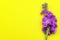 Matthiola incana isolated on yellow background. Lilac Flowers isolated. Copy space. Postcard. Place for text. Gardening