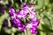 Matthiola incana known as Mathilda Lavender flower, Winter Wallflower, Incarnate Wallflower, Quarantine Wallflower, of the