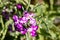 Matthiola incana known as Mathilda Lavender flower, Winter Wallflower, Incarnate Wallflower, Quarantine Wallflower, of the