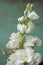 Matthiola incana white flower close up on green vignette background