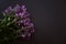 Matthiola lilac with green leaves on a gray dark background