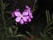 Matthiola sinuata flower close up