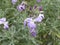 Matthiola sinuata purple flowers