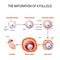 Maturation of a follicle