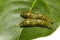 Mature 4th instar caterpillars of banded swallowtail butterfly (
