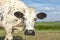 Mature, adult beef cow, gentle look, black nose, in front of a straight horizon and a blue sky