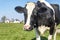 Mature, adult black and white cow, gentle look, pink nose, calm and friendly in a pasture under a blue sky and some barns at a