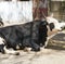 Mature, adult black and white cow with horns, cute soft looking, pink nose, shot of a black-and-white cow in front of a tree,