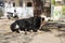 Mature, adult black and white cow with horns, cute soft looking, pink nose, shot of a black-and-white cow in front of a tree,