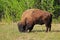 Mature Adult Bull Wood Bison