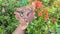 a mature, aged and large atlas moth in the garden