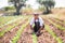 Mature Agronomist planting in Agricultural Field in greenhouse