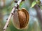 Mature almond fruit on the tree close up. Single fruit