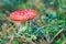 Mature Amanita Muscaria, Known as the Fly Agaric or Fly Amanita