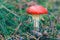 Mature Amanita Muscaria, Known as the Fly Agaric or Fly Amanita
