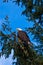 Mature American Bald Eagle with beak open