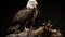 Mature American Bald Eagle, Portrait of wildlife