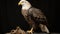 Mature American Bald Eagle, Portrait of wildlife