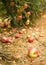 Mature apple on the ground in an appletree garden