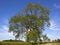 A mature Ash tree in the scenic Yorkshire wolds countryside in springtime