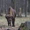 Mature auroch chewing