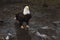 Mature bald eagle with chum salmon bones looking up