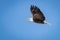 Mature Bald Eagle in flight