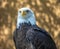 Mature bald eagle intense gaze and intelligent eyes