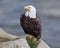 Mature Bald Eagle on a rock ledge