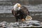 Mature bald eagle standing on chum salmon carcass