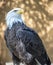 Mature Bald eagle standing poised and looking elegant and strong