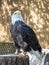 Mature Bald eagle standing poised looking up into the air