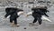 Mature bald eagles dancing on river edge