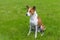 Mature basenji dog resting on a fresh lawn after everyday run