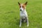 Mature basenji dog sitting on a fresh lawn