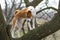 Mature basenji dog standing on a tree branch and looking down