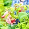 A mature beautiful woman is picking raspberries