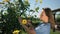 Mature beautiful woman pruning pruner with yellow roses in her garden. A bee stands on a flower. Bright sunny day, happy