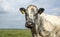 Mature beef cow, gentle look, black nose, in front of  a straight horizon