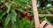 Mature berries in tree. Worker hand picking sweet cherries in orchard. Close-up. Person stands on a ladder near tree and