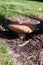 Mature Birch Bolete