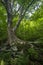 Mature birch tree in romantically lit forest