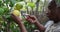 Mature black couple picking lemons from tree