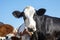 Mature black and white cow with gentle look, head of a spotted pretty cow.