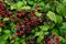 Mature Blackberries - a forest health treasury