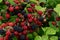 Mature Blackberries - a forest health treasury